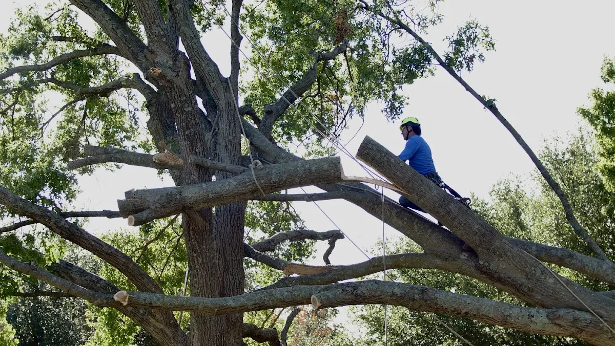 Professional Hazardous Tree Removal performed by certified arborists in Kenilworth